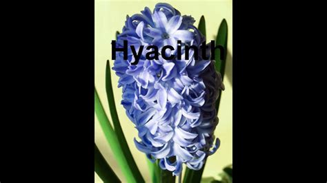 Pronouncing Hyacinth Correctly Made Easy