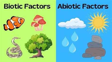 Red Chairs Abiotic Factors: Understanding The Non-Living Influence