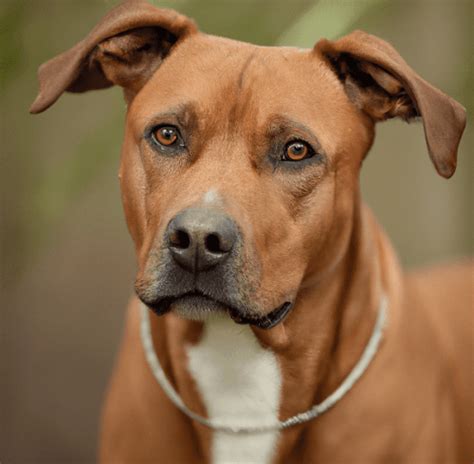 Ridgeback Mix With Pitbull: A Unique Breed Combination