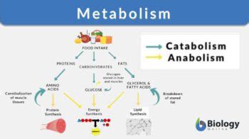 Sea Stars Metabolism Explained In Simple Terms