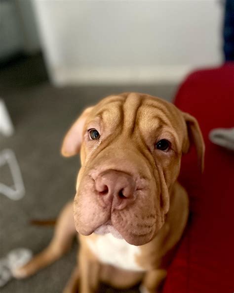 Shar Pei Pit Mix: Unique Breed Traits And Care