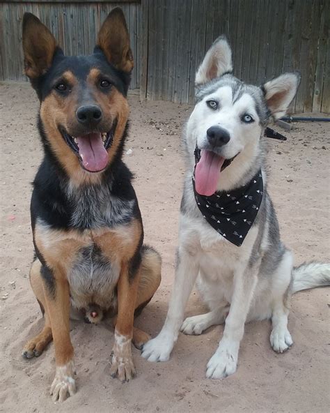 Shepherd Blue Heeler Mix: A Loyal Companion Breed