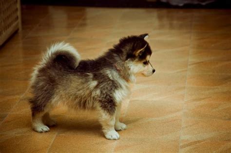 Siberian Husky Yorkie Mix: A Unique Hybrid Breed