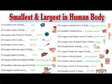 Smallest Organ In The Human Body Revealed