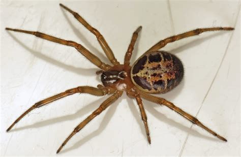 Spider With White Marking: Identification And Interesting Facts