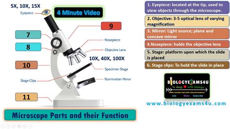 Stage Clips Microscope Function Explained Simply