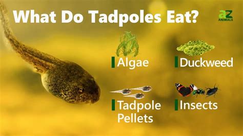 Tadpole Food Guide: What To Feed Your Little Hoppers