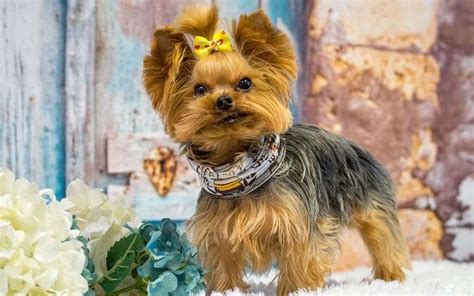 Teacup Yorkie Lifespan: How Long Do They Really Live