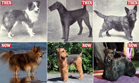 The 10 Oldest Breeds Of Domestic Dogs