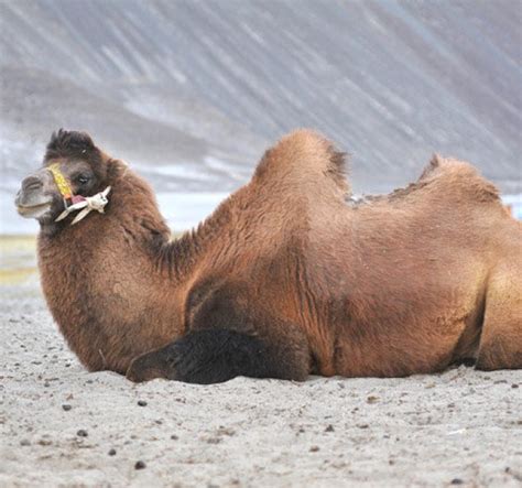 The Three-Humped Camel: A Rare Natural Wonder