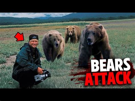 Timothy Treadwell Death Pictures And Tragic Bear Attack Story