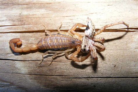 Top 7 Prey Scorpions Love To Eat