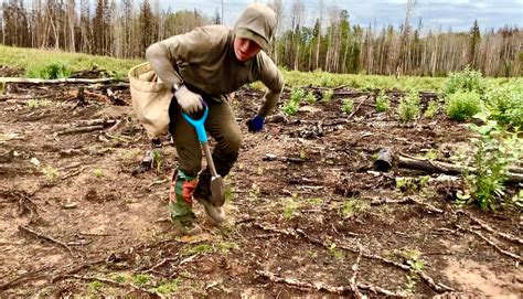 Tree Planting Canada: A Guide For First Year Applicants