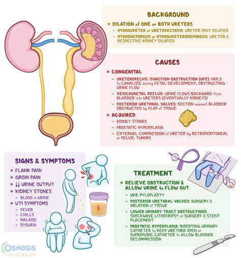 Understanding Urinary Bladder Decompression Symptoms And Treatment