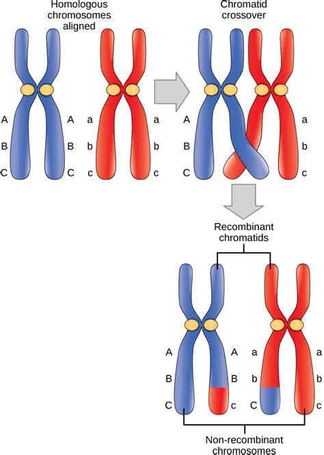 What Are Homologous Chromosomes Called