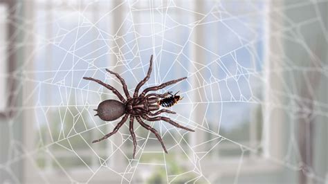 What Can Spiders Eat Besides Insects Naturally