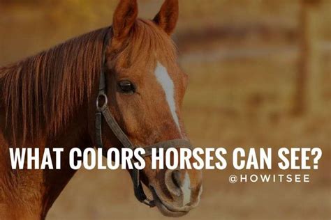 What Colors Can Horses See Exactly