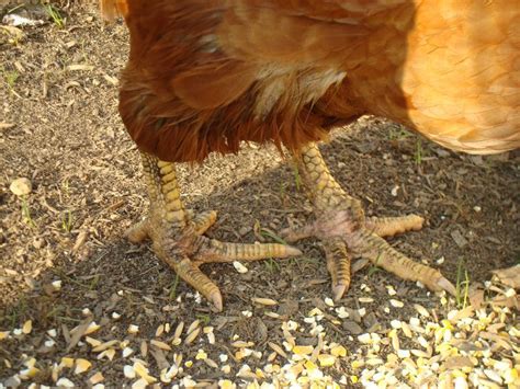 What Do Chicken Legs Look Like On A Live Chicken