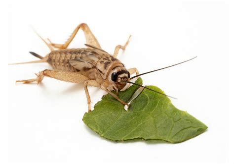 What Do Crickets Eat Naturally