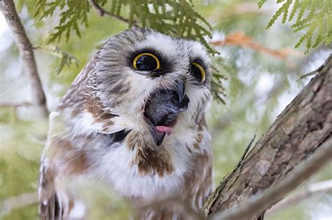 What Do Madagascar Owls Eat: Top 5 Prey Sources