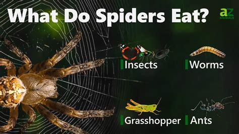 What Do Spiders Eat: 10 Surprising Food Sources