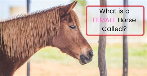 What Is A Female Horse Called