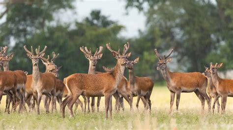 What Is A Group Of Deer Called