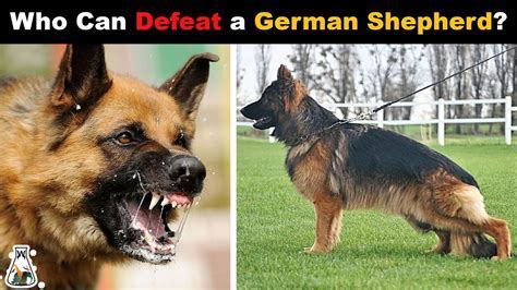 What Is The Bite Strength Of A German Shepherd