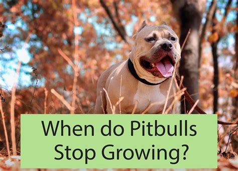 When Do Pitbulls Stop Growing