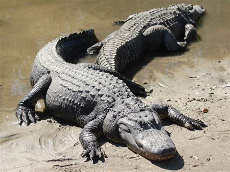 Why Alligators Need To Be Protected