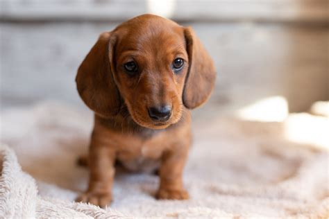 Why Are Dachshunds Warm To The Touch