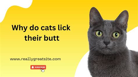 Why Cats Lick Their Pussies