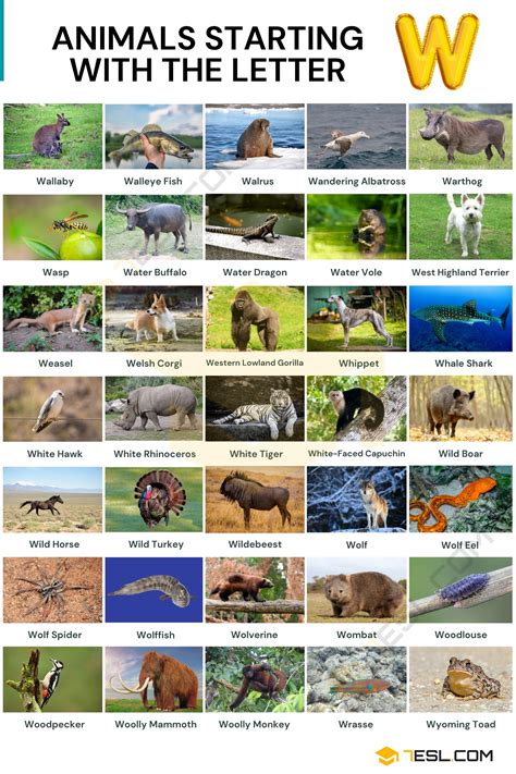 Wild Animals That Start With The Letter W