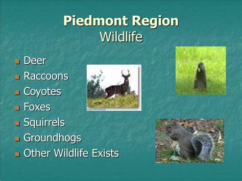 Wildlife Of The Piedmont Region: Native Animals Guide