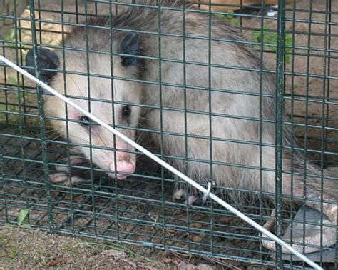 Will Possums Attack And Kill Your Chickens At Night