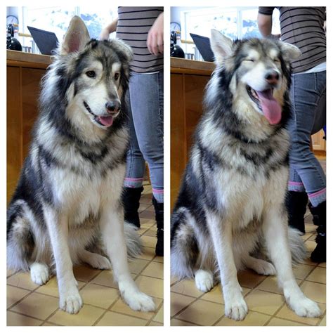 Wolf Alaskan Malamute Mix: Ultimate Hybrid Dog Breed Guide