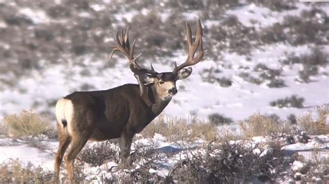 Wyoming Mule Deer Application Deadline: 5 Key Things