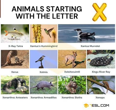 X Amazing Animals That Start With The Letter X