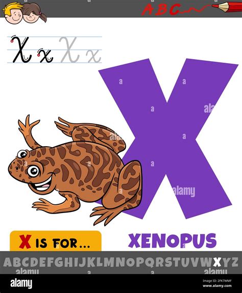 Xenopus: Top X Animals Starting With X