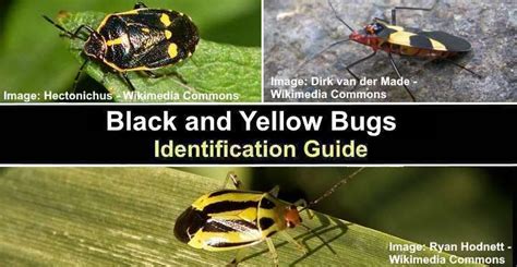 Yellow And Black Bug Identification And Facts