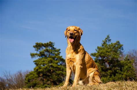 Yellow Lab Lifespan: What To Expect